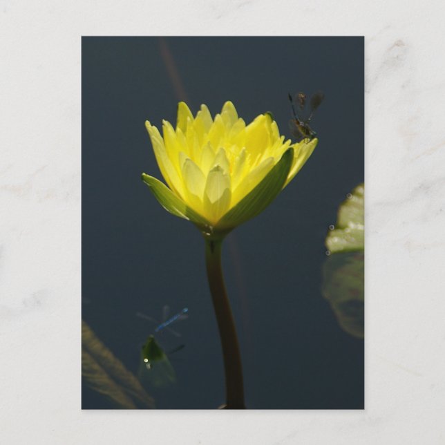 Carte postale Nénuphar Lotus jaune (Devant)