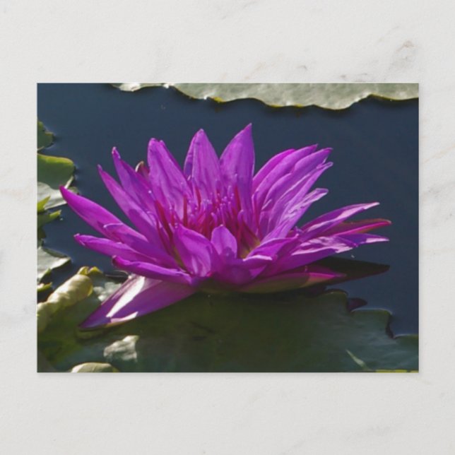 Carte postale Nénuphar Purple Lotus (Devant)