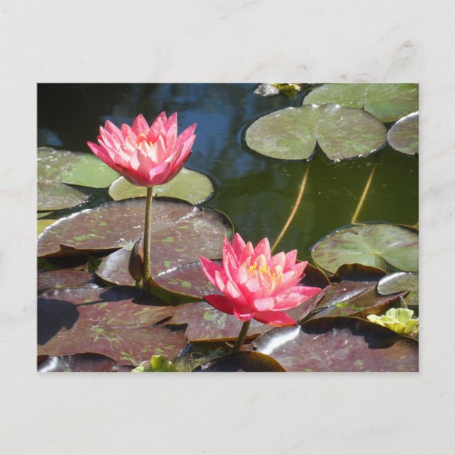 Carte Postale Nénuphar rose (Devant)