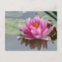 Carte postale Nénuphar rose