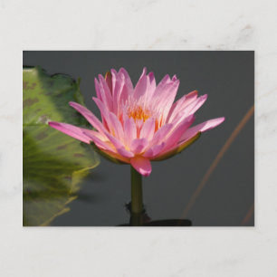 Carte Postale Nénuphar rose Lotus