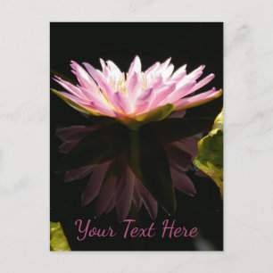 Carte Postale Nénuphar rose Lotus