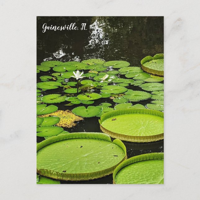 Carte Postale Nénuphars (Devant)