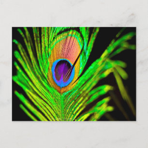 Carte Postale Neon Colors Peacock Feather