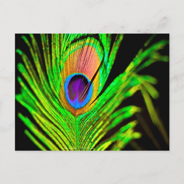 Carte Postale Neon Colors Peacock Feather (Devant)