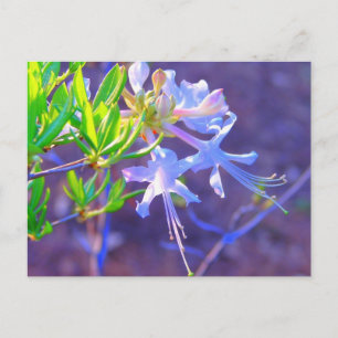Carte Postale Néon pourpre