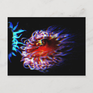 Carte Postale Neon sea anemones
