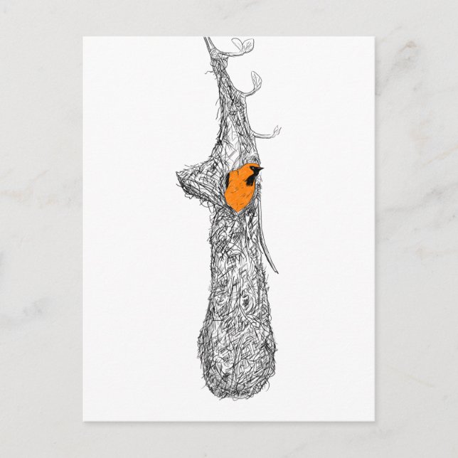 Carte Postale Nest Oriole (Devant)