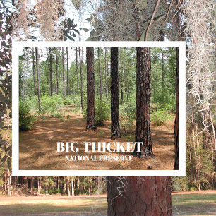 Carte Postale Nettoyage de la forêt de pins Big Thicket National