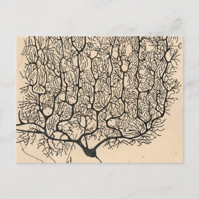 Carte Postale Neuron Drawing By Santiago Ramón Y Cajal (Devant)
