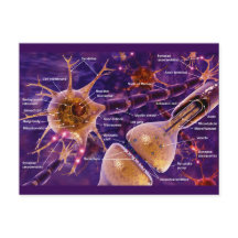 Neurones moteurs