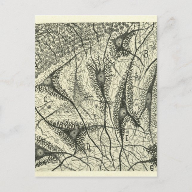 Carte Postale Neurons de Cajal 4 (Devant)