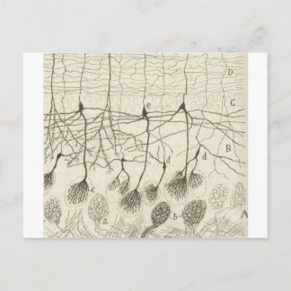 Carte Postale Neurons de Cajal 8