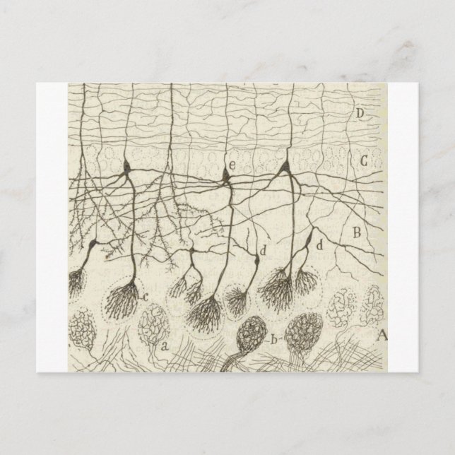 Carte Postale Neurons de Cajal 8 (Devant)