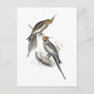 Carte Postale New Holland Parrakeet par Edward Lear