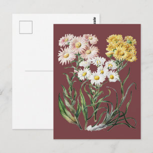 Carte Postale New Zealand Snow Groundsels Antique Botanique