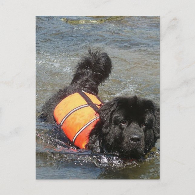 Carte postale Newfie Water Secourt (Devant)