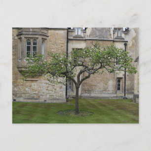 Carte Postale Newton Apple Tree, Cambridge, Angleterre