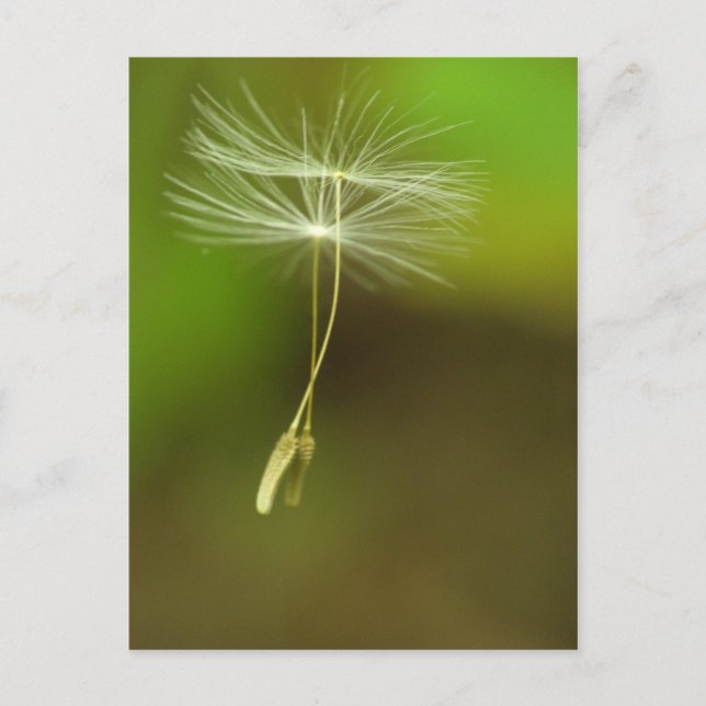 Carte Postale N'hésitez pas - Graines Dandelion volantes (Devant)