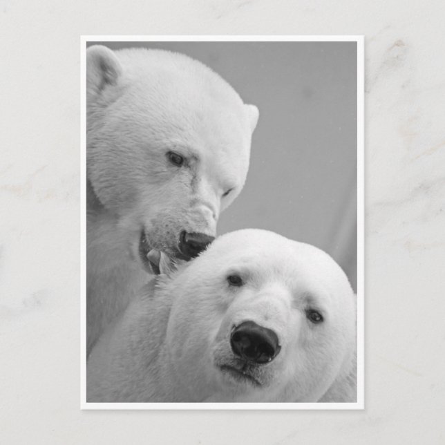 Carte Postale Nibbles de l'ours polaire (Devant)