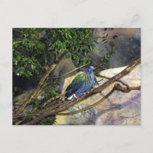 Carte Postale Nicobar Pigeon