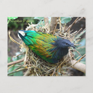 Carte Postale Nicobar Pigeon sur Nest Wildlife Series # 21