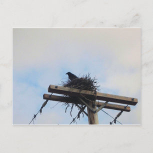 Carte Postale Nid de corbeaux à Ak