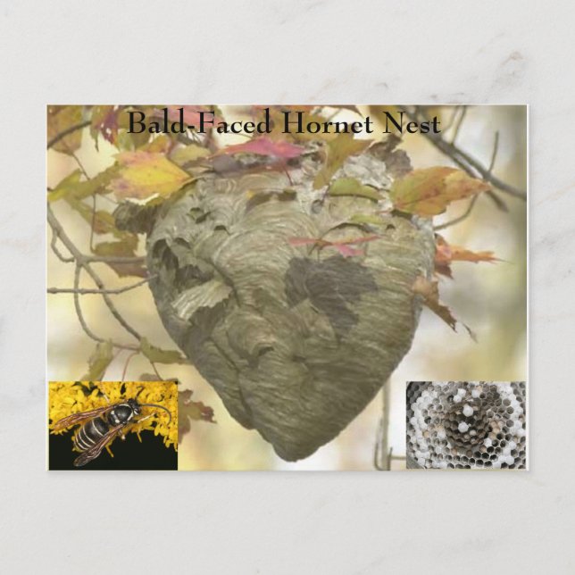 Carte Postale Nid de cornet à tête blanche (Devant)