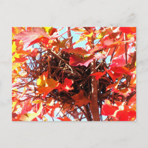 Carte Postale Nid d'oiseau d'automne Photographie de la nature e