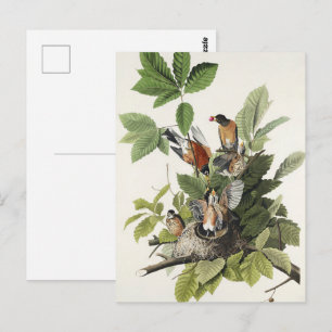 Carte Postale Nid d'oiseau vintage Merle d'Amérique d'Audubon