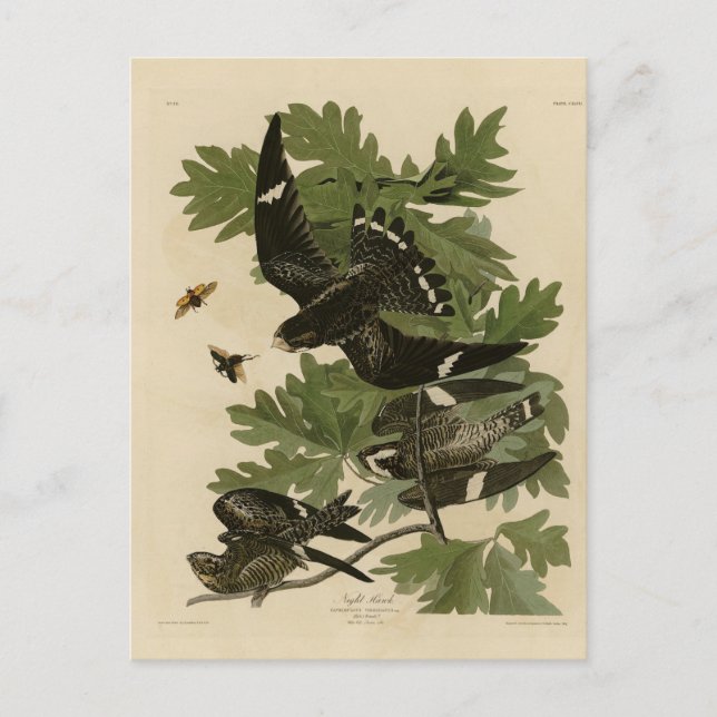 Carte Postale Night Hawk - John James Audubon's Birds of America (Devant)