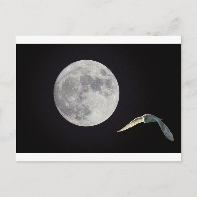 Carte Postale Night owl (Devant)