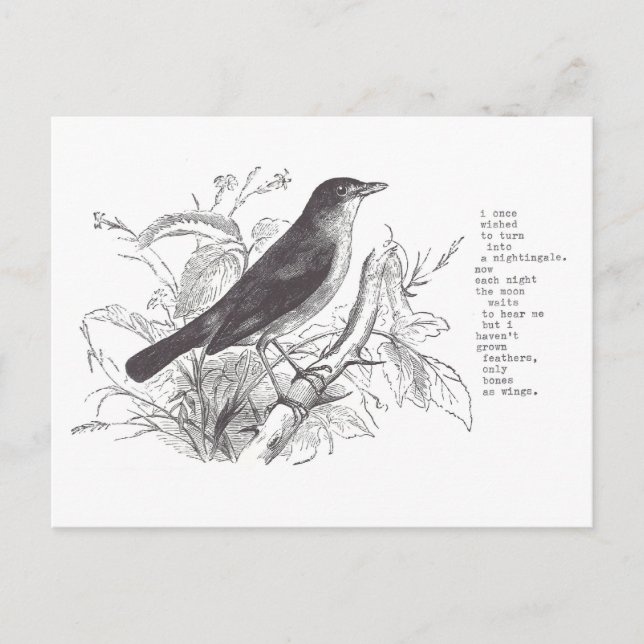 Carte Postale nightingale (Devant)