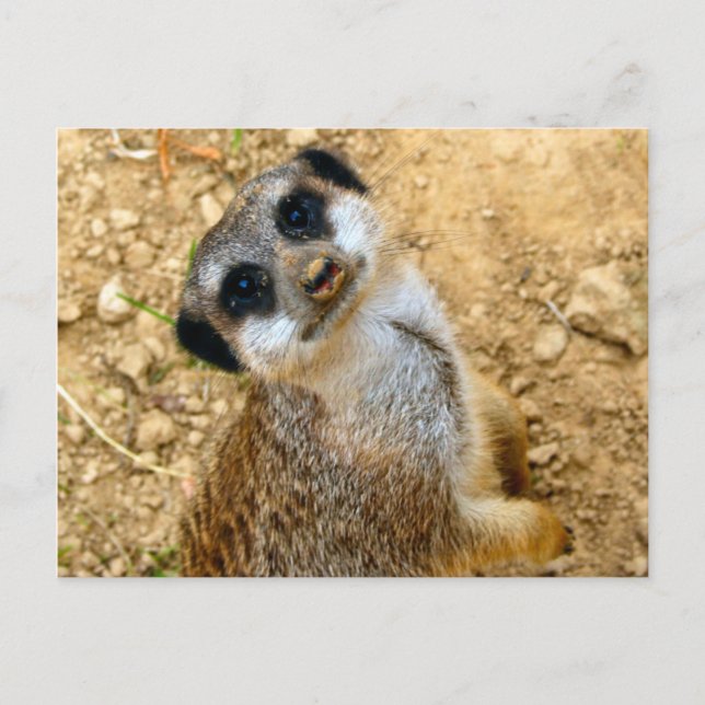 Carte Postale Niro-Erdmännchen (Devant)