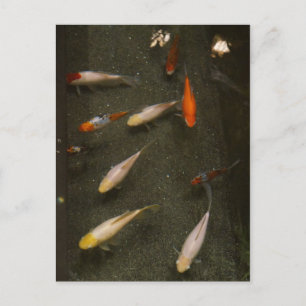 Carte postale Nishikigoi (Poisson Koi)