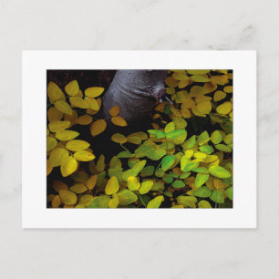 Carte Postale "Niveau inférieur de la feuille"