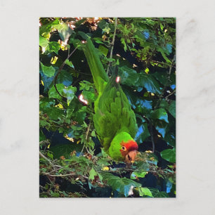 Carte postale no 1 en tête de cerise