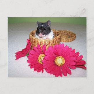 Carte Postale noah cutie