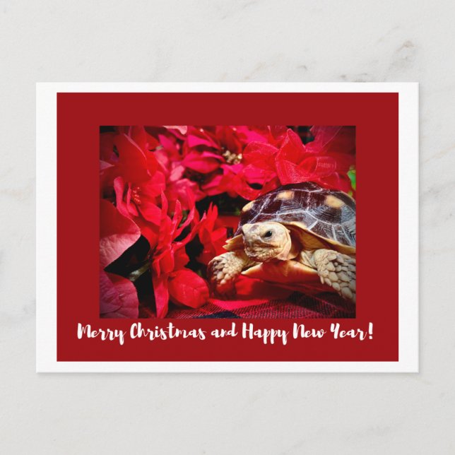 Carte Postale Noël Bébé Sulcata Tortue et poinsettias rouges (Devant)