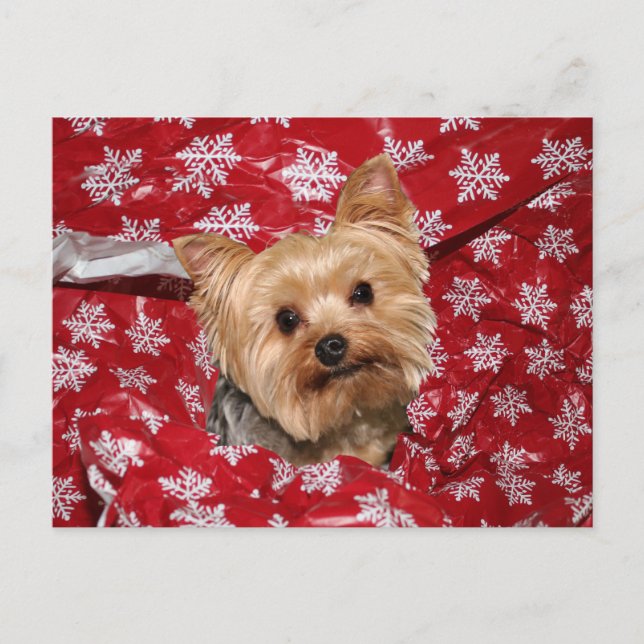 Carte Postale Noël Yorkie (Devant)