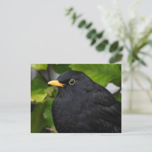 Carte Postale Noir