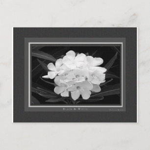 Carte Postale Noir & Blanc