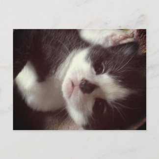 Carte Postale Noir Diamant Noir CUTE Kitty