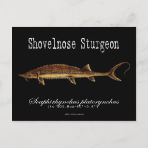 Carte Postale Noir-Esturgeon-Shovelnose