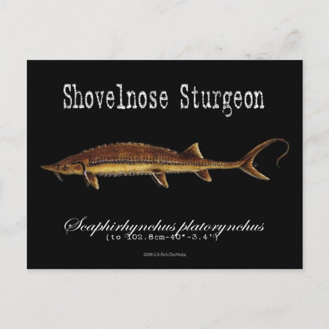 Carte Postale Noir-Esturgeon-Shovelnose (Devant)