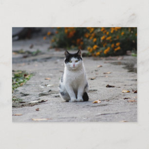 Carte Postale noir et blanc errant chat mignon post-croisement