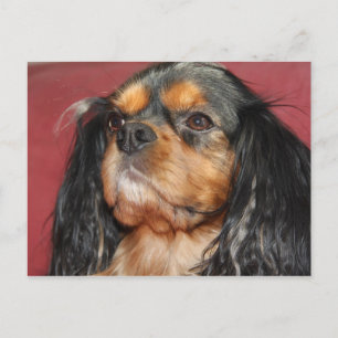 Carte Postale Noir Et Tan Cavalier Roi Charles Spaniel