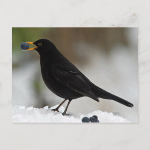 Carte Postale Noir mangeant du raisin dans la neige