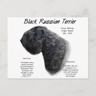 Carte Postale Noir Russe Terrier