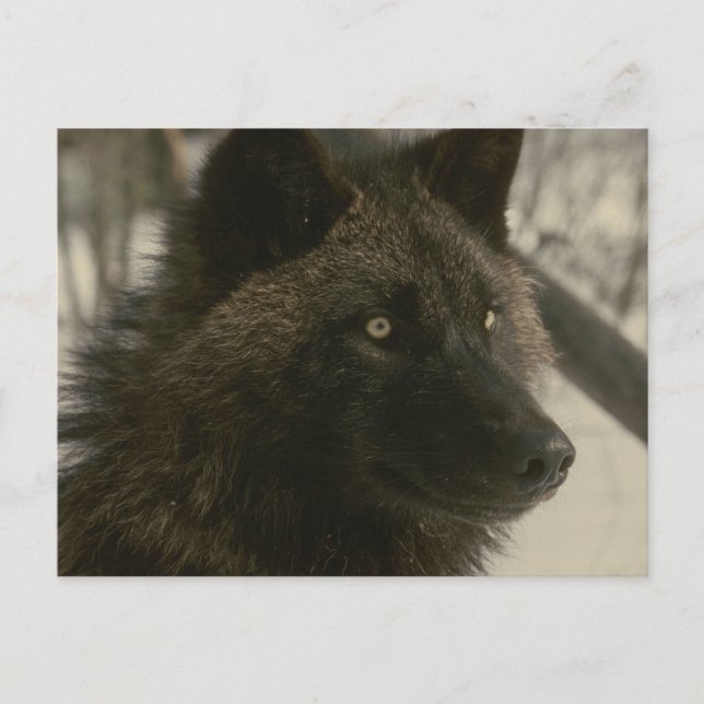 Carte postale noire de loup (Devant)